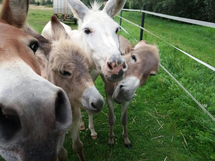 Ferienwohnung Auf Dem Resthof Aerzen Eksteriør bilde